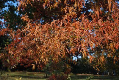 Quercus phellos - dub čárkolistý - podzimní větévky
